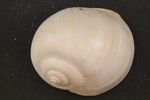 Schnecke_Nr PB13